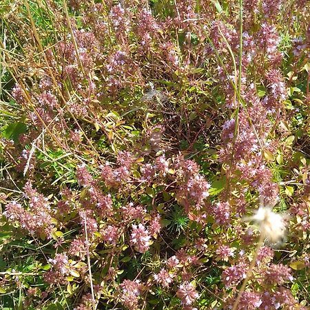 Apartmani Planinska Kuca, Jagodnja Krupanj Luaran gambar