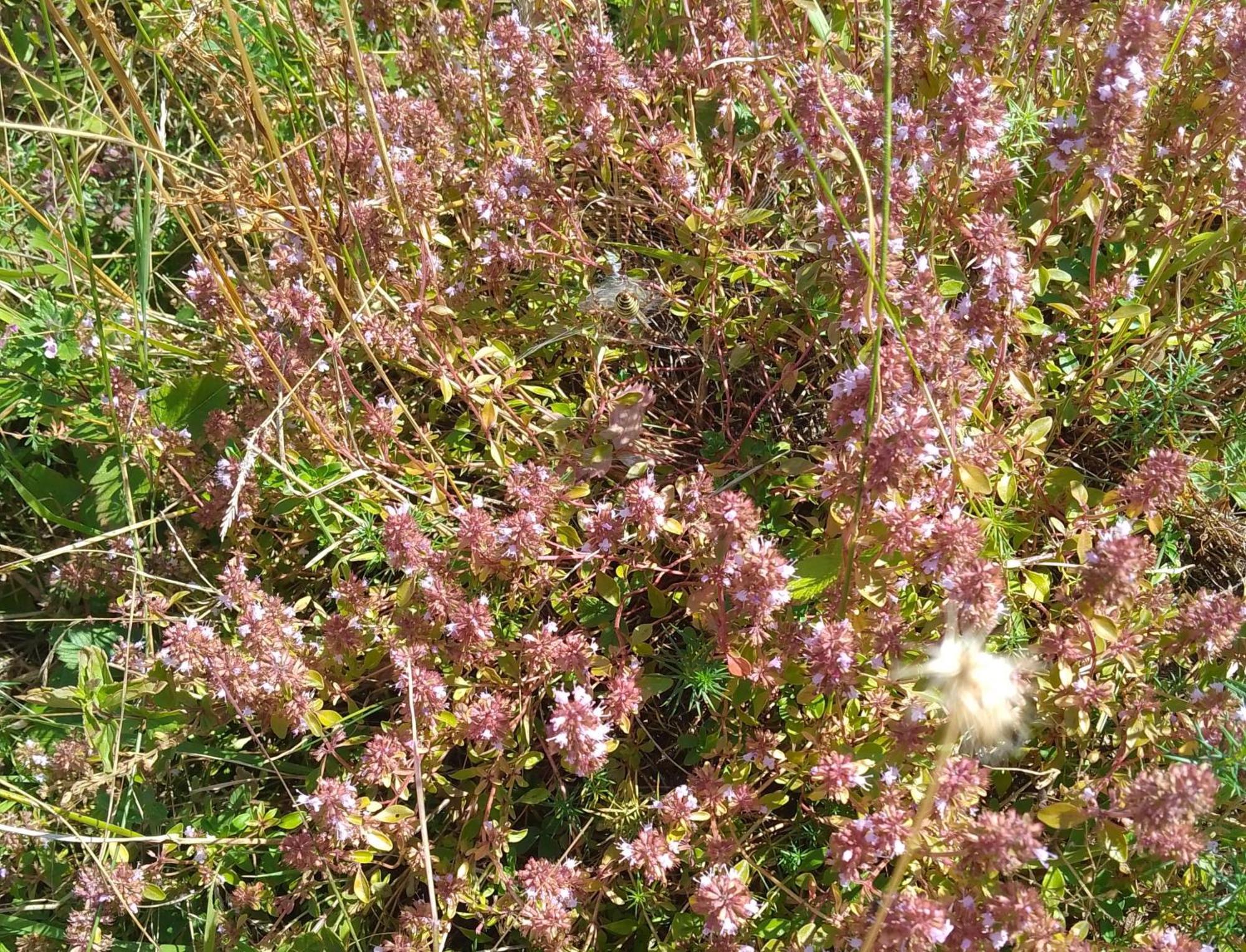 Apartmani Planinska Kuca, Jagodnja Krupanj Luaran gambar