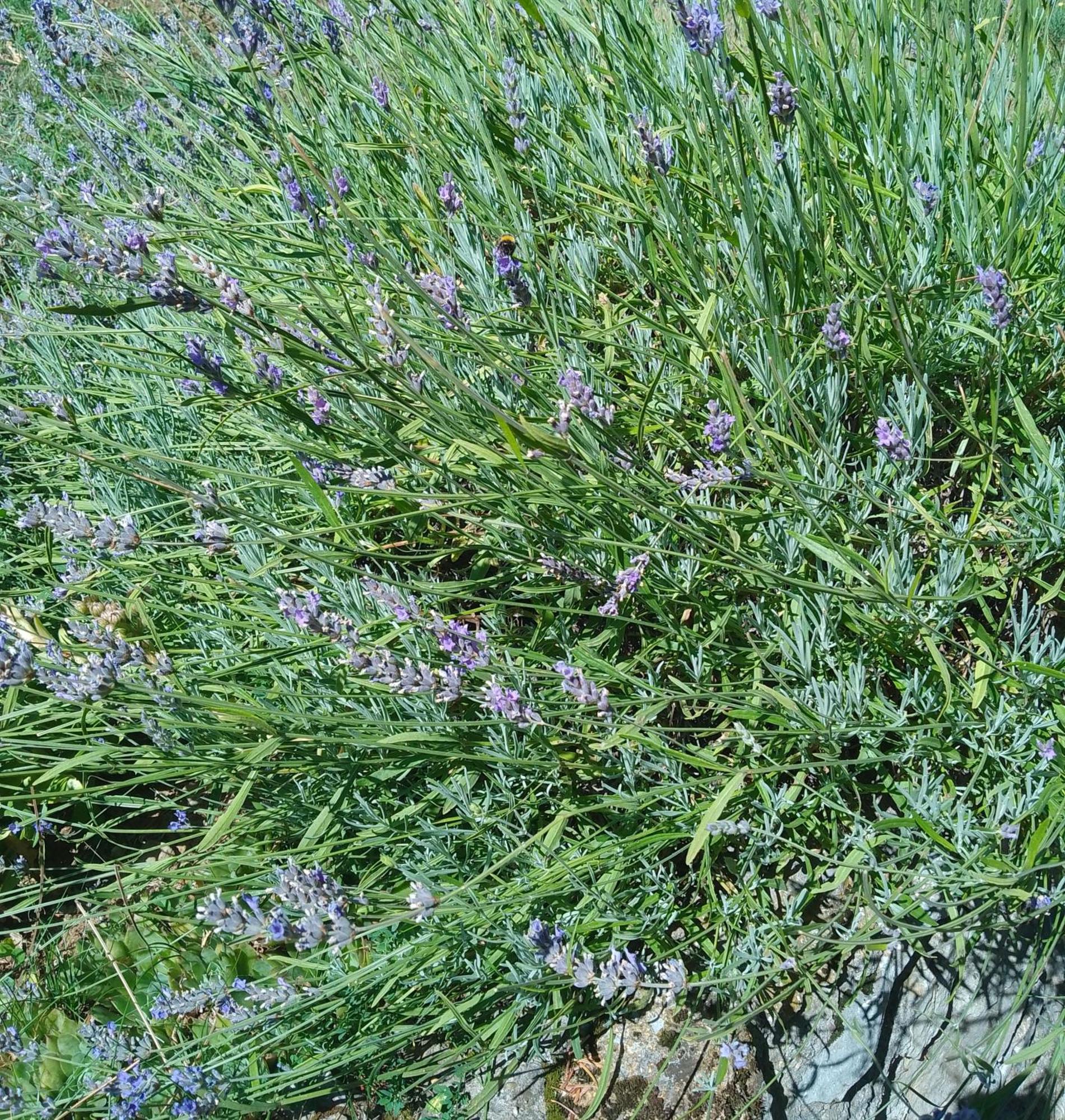 Apartmani Planinska Kuca, Jagodnja Krupanj Luaran gambar